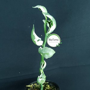 Pedilanthus tithymaloides 'Jade Slipper'