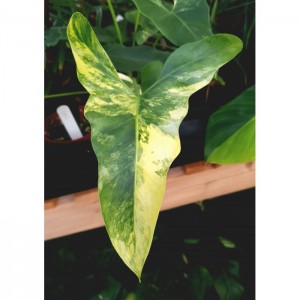 Philodendron williamsii 'Variegated' (Thaumatophyllum)