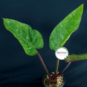 Philodendron 'Chocolate Chip'