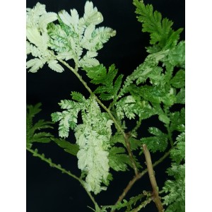 Selaginella willdenowii 'Variegated Form'