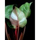 Philodendron 'White Knight Marble'