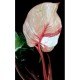 Philodendron 'White Knight Marble'