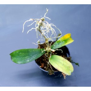 Hoya erythrina 'Long Leaf'
 #1965
