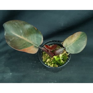 Philodendron 'Black Cardinal Variegated'#6371