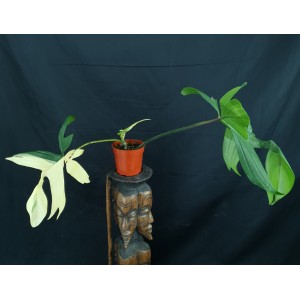 Philodendron 'Florida Beauty'#6416