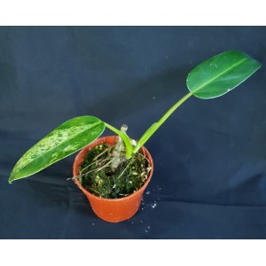 Philodendron 'Whipple Way'#1192