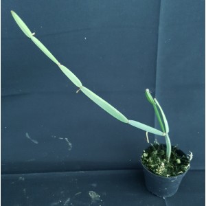 Cissus subaphylla#1232E