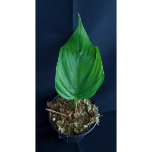 Philodendron ernestii#1267