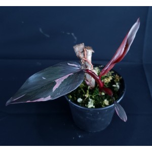 Philodendron 'Pink Princess Marble King'#1277