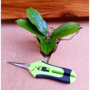 Hoya erythrina 'Long Leaf'#2551