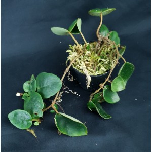 Begonia schulzei (B. elaeagnifolia)#4962