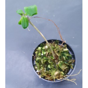 Hoya erythrina 'Long Leaf'#4989
