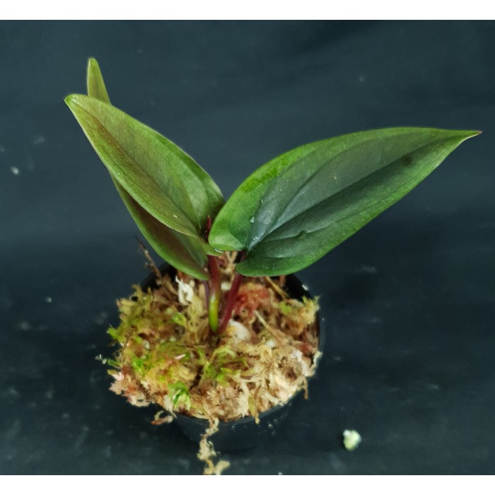 Syngonium erythrophyllum 'Panama - Lago de fortuna'#7287