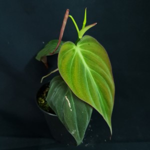 Philodendron aff. micans 'Iquitos, Peru' #2483E