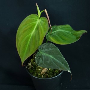 Philodendron aff. micans 'Iquitos, Peru' #2484