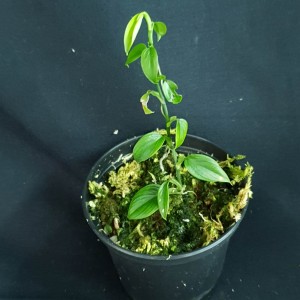 Philodendron 'Mini Santiago' #2501E