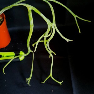 Pyrrosia longifolia 'Crestata Form5' #3395E