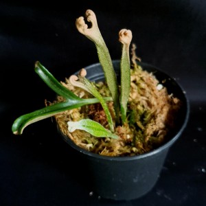 Pyrrosia longifolia 'Crestata Form4' #3396