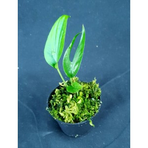 Amydrium zippelianum#2731