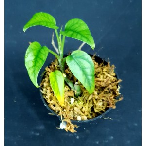 Epipremnum pinnatum 'Indonesie'#2859