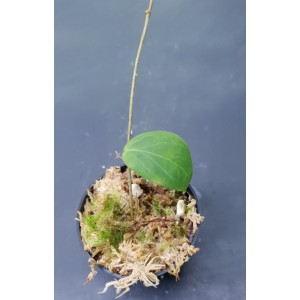 Hoya erythrina 'Long Leaf'#4239