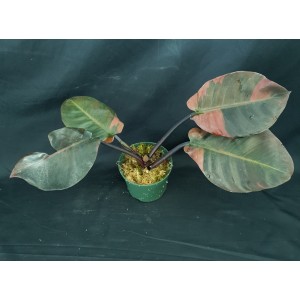 Philodendron 'Black Cardinal Variegated'#5769