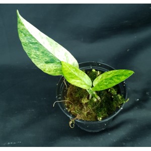 Epipremnum pinnatum 'Mint'#5850