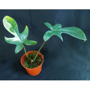 Philodendron 'Florida Beauty'#0863