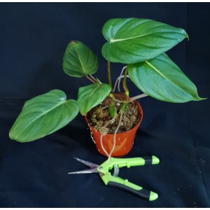Philodendron 'McDowell'#0920E