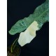 Philodendron 'Paraiso Verde Variegated'#0921E