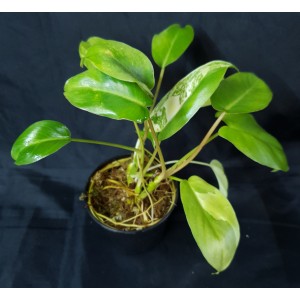 Philodendron 'Burle Marx Variegata'#0932