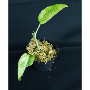 Epipremnum pinnatum 'Mint'#0950