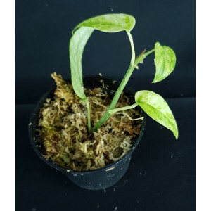 Epipremnum pinnatum 'Mint'#0951