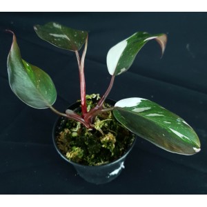 Philodendron 'Red Anderson' #1685E