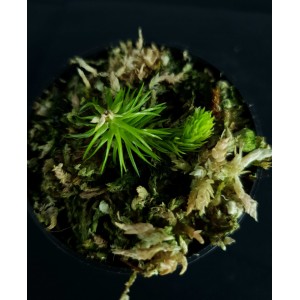 Huperzia squarrosa 'Philippines Soft Leaf Form' #1703