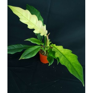 Philodendron 'Escape White' #1760E