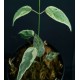 Dregea sinensis 'Variegata' #1794E