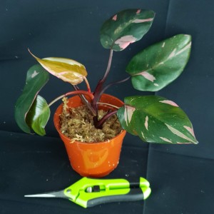 Philodendron 'Pink Princess Marble King' #2118E