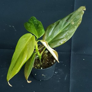 Philodendron gigas #2146