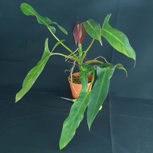 Philodendron mexicanum #2155