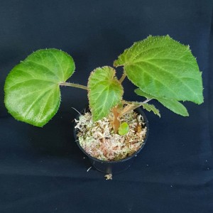 Begonia semiovata #2159E