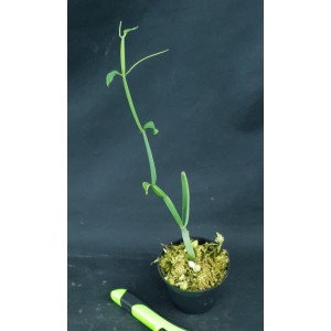 Cissus subaphylla#7885