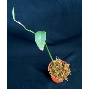 Epipremnum pinnatum 'Cebu Blue'
#3526
