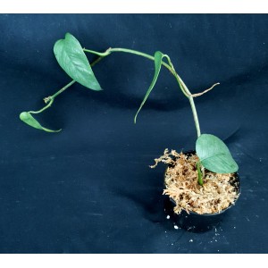 Epipremnum pinnatum 'Cebu Blue'
#3527
