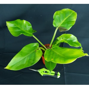 Philodendron 'Yellow Flame'#1287