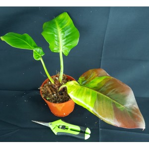 Philodendron 'Yellow Flame'#1288E