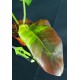 Philodendron 'Yellow Flame'#1288E