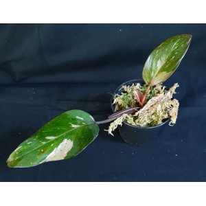 Philodendron 'Red Anderson Variegated'#1289E