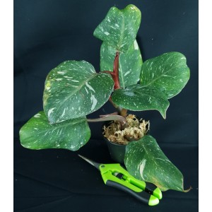 Philodendron 'White Knight Marble'#1294E