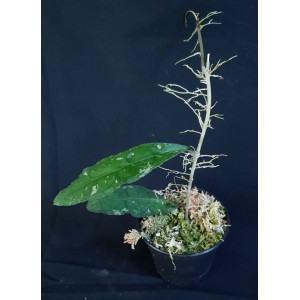 Hoya clemensiorum#1367